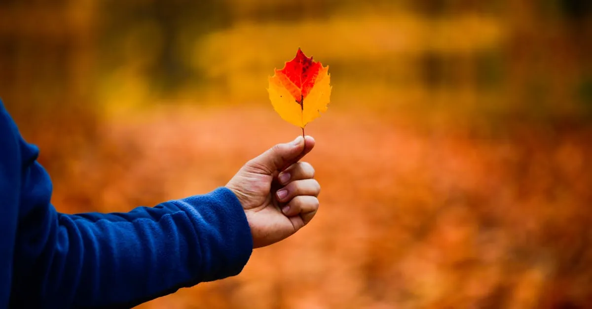 International Falls, MN