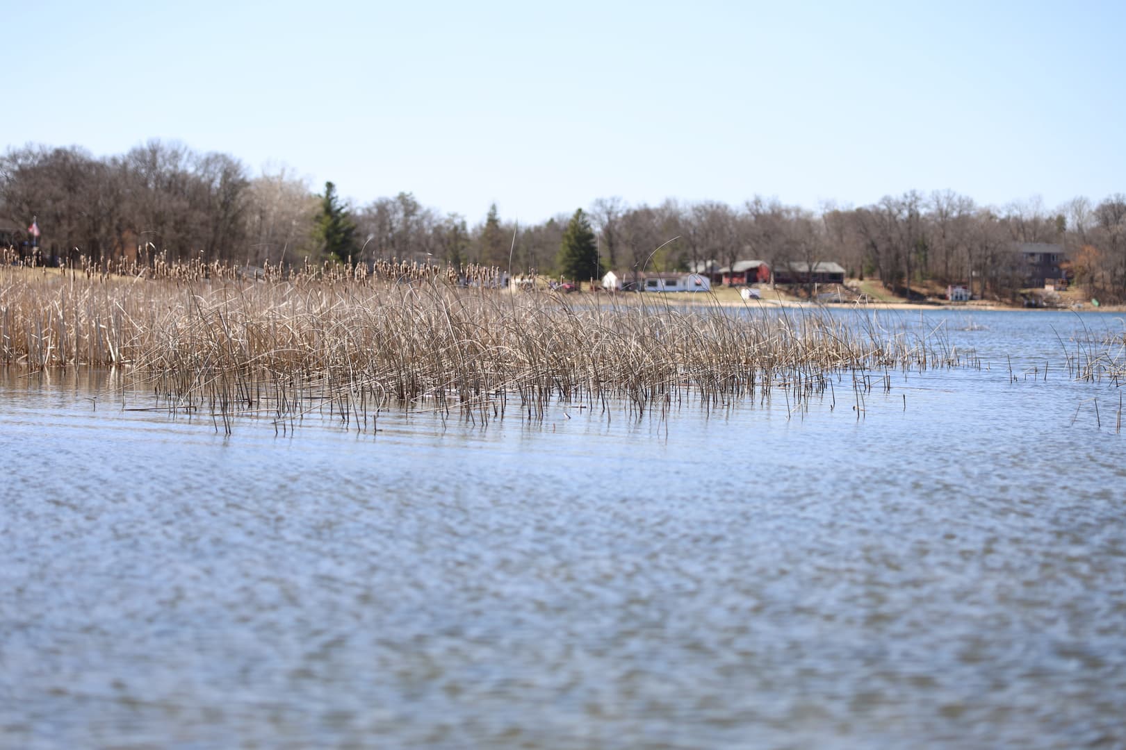 Lake reeds along calm fishing water
