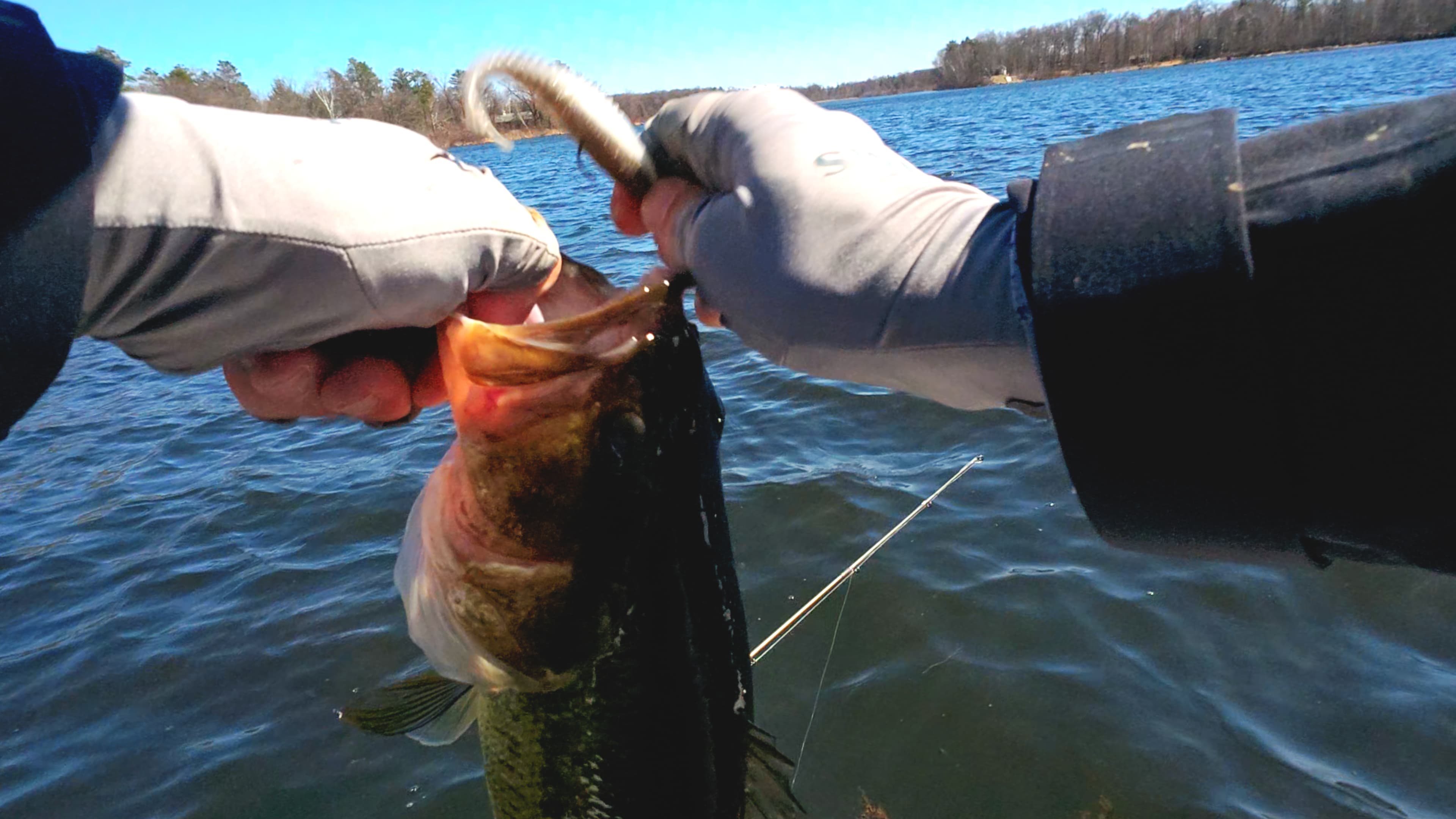 Largemouth bass with a minnow being removed
